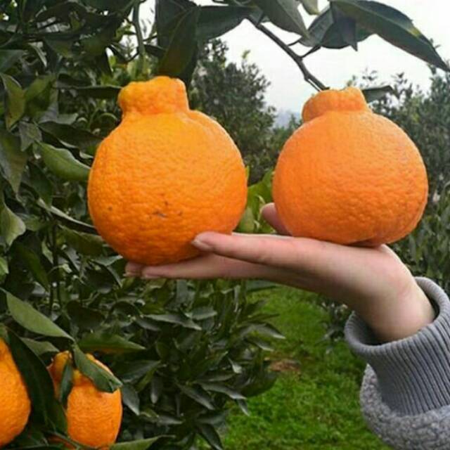 Bibit jeruk Dekopon okulasi