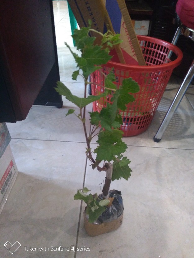 Bibit Anggur Import Ninel (grafting)