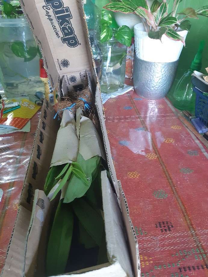 Anggrek Sikat/dendrobium Secundum Gratis Ongkir Extra