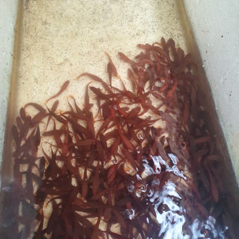 Ikan Toman Baby 6-8 cm Khusus Reseller / Pembesaran MINIMAL BELI 1000 EKOR