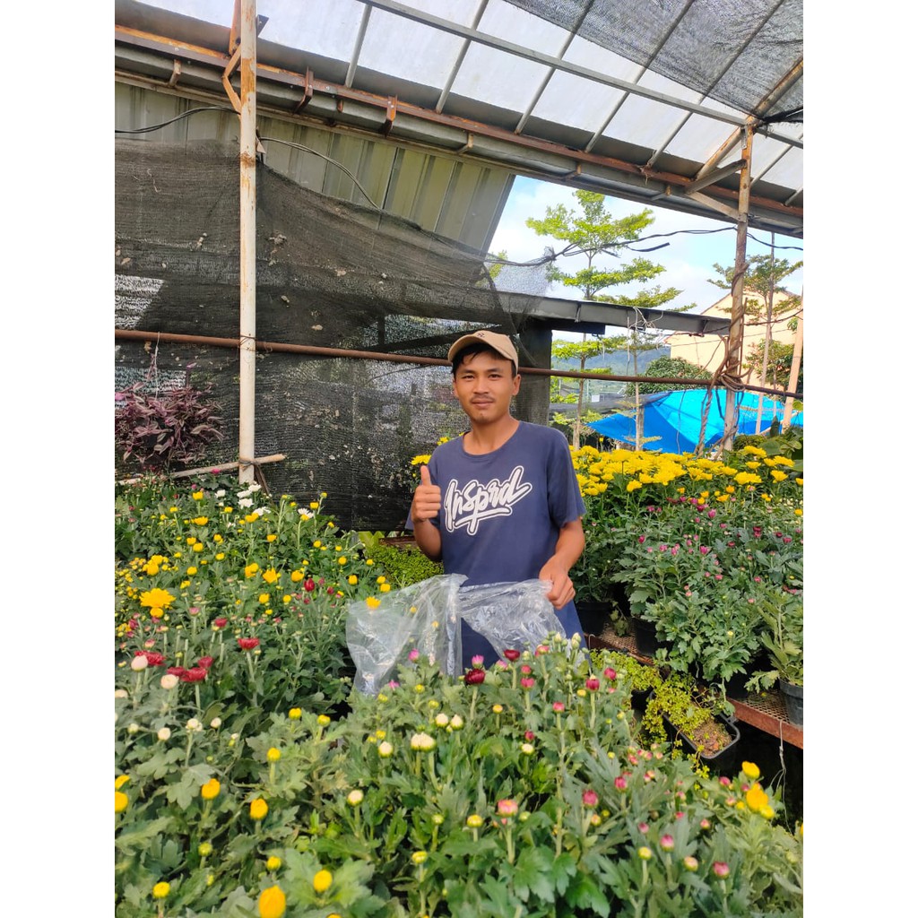 Bibit Tanaman Bunga Krisan Ecer Berbunga / Bibit Krisan Kondisi Berbunga