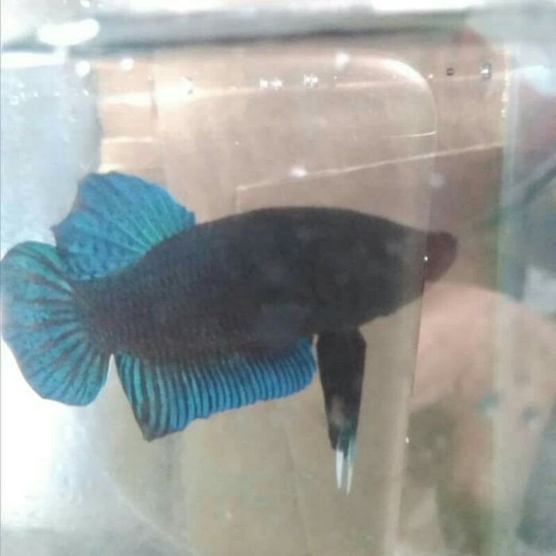 

cupang aduan import thailand super