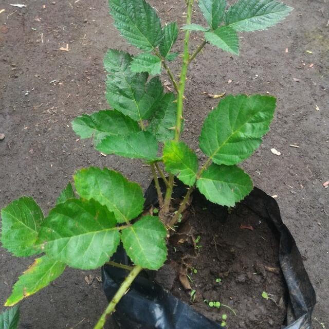 Bibit Blackberry