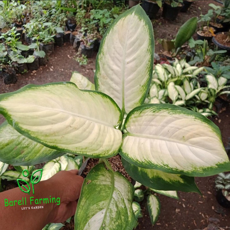 tanaman hias bunga aglonema diven tisuue cantik AGLONEMA TISU BANGKOK DEWASA