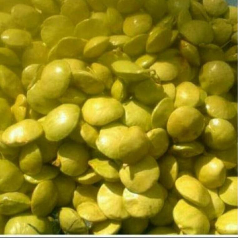 

{Z-ALO} {☀} // jengkol muda lalap 1kg {viral}