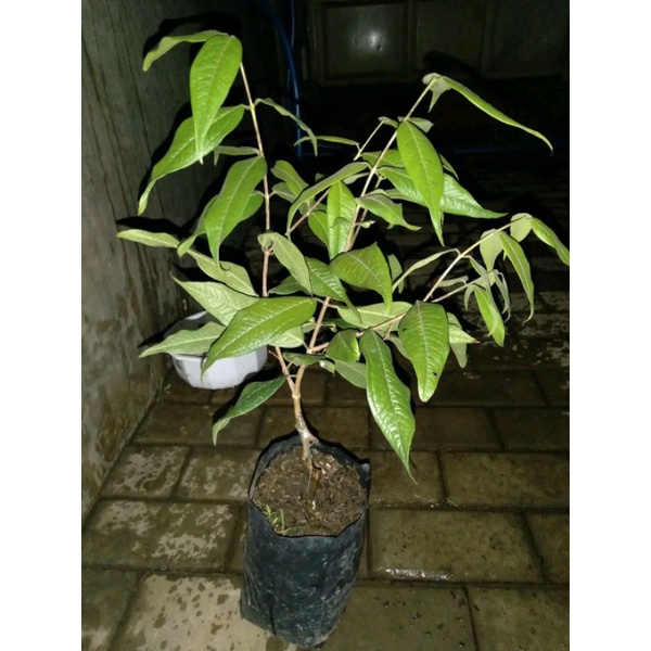 anggur pohon putih (white Jabotica)