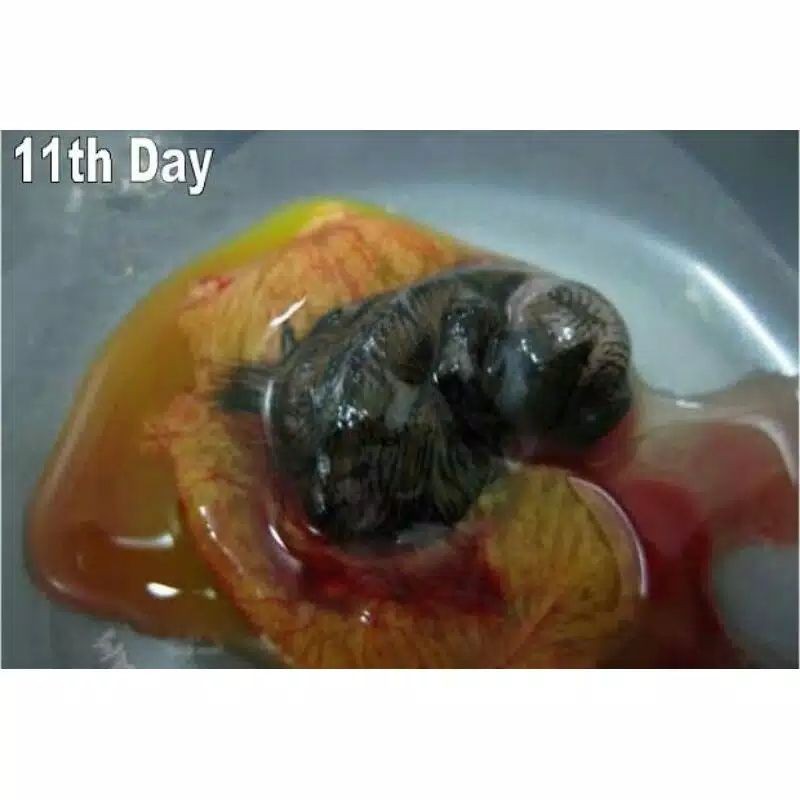 TAPUY/BAYITABUNG UMPAN GALATAMA LELE TARGET INDUK