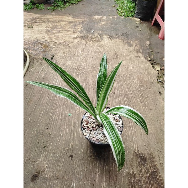 TANAMAN HIAS PANDAN BALI VARIEGATA - PANDAN BALI PUTIH