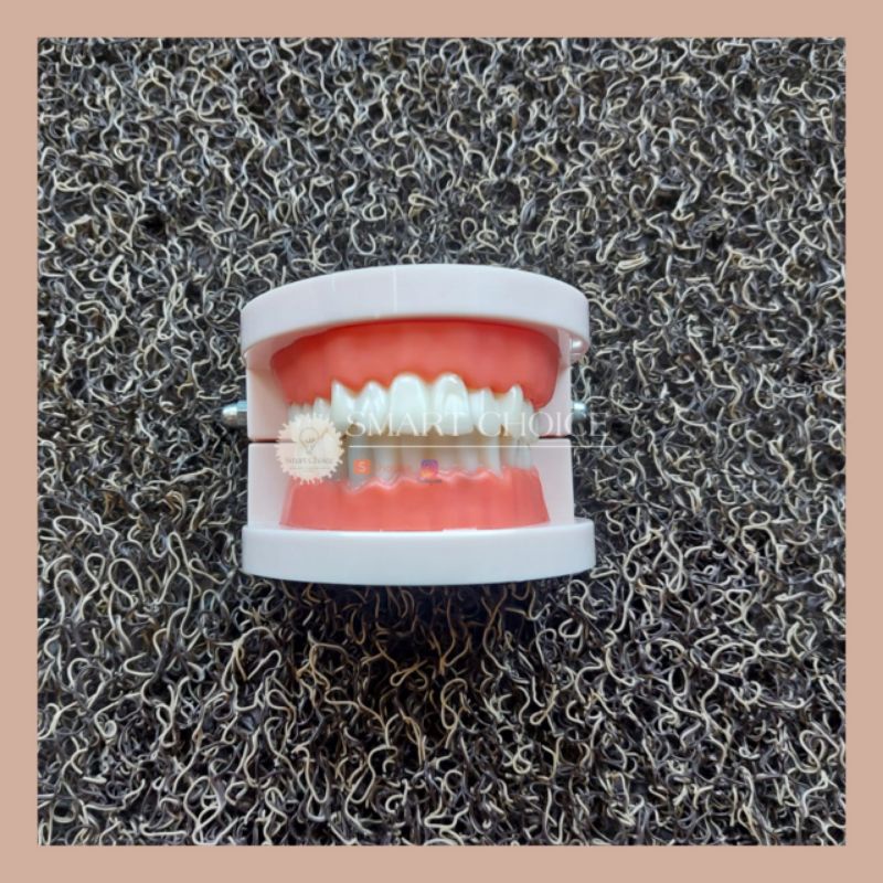 Dental Model Study edukasi dokter gigi phantom studi rahang gigi typodont gusi karet