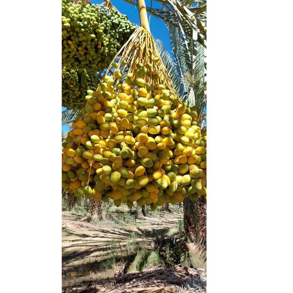 

3.3 Brands Festival Kurma Muda Promil Kuning Fresh Mengkel