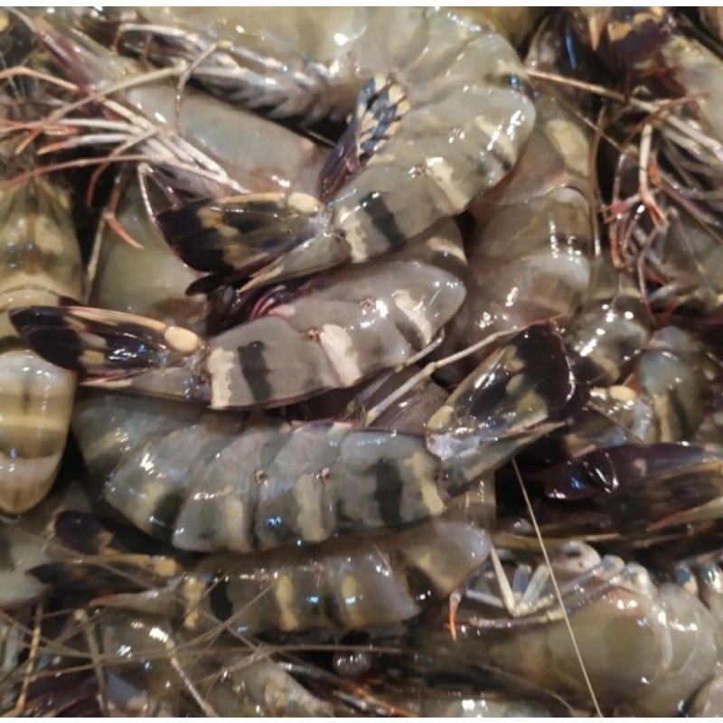 

Udang Bago fresh / Udang Tiger / Udang Windu 500gr Isi 12-16 Ekor