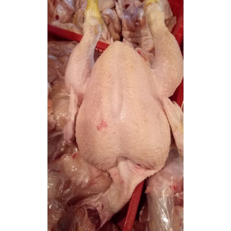 

ayam potong segar /ayam boiler ukuran besar
