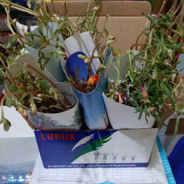 Moserose Impor New Id