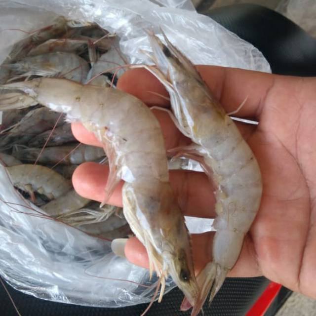 

Udang Fresh Ukuran Sesuai Foto