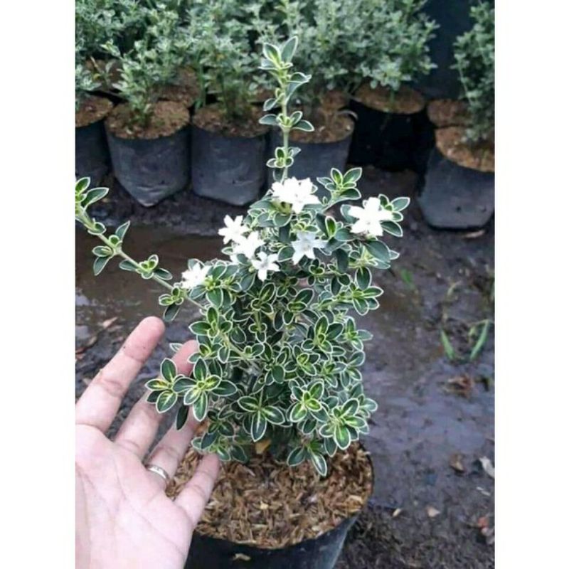 Tanaman Hias Hidup Bunga Mirten Bahan Bonsai