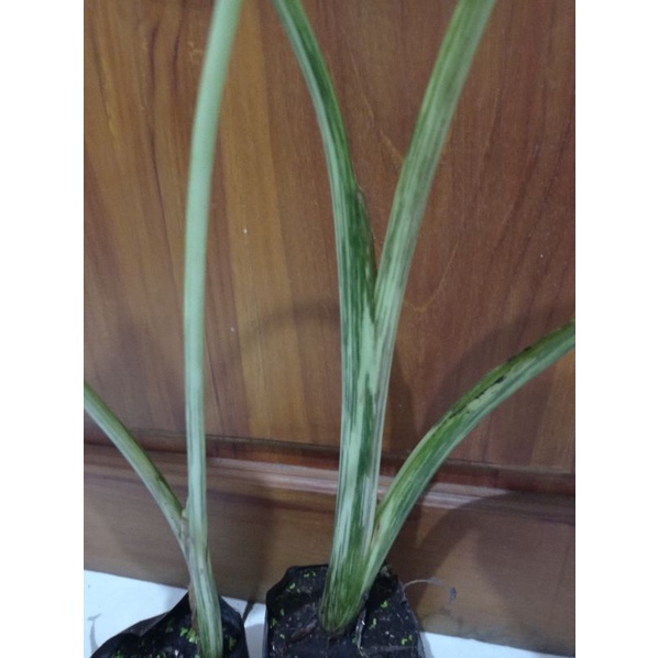 umbi colocasia midori sour