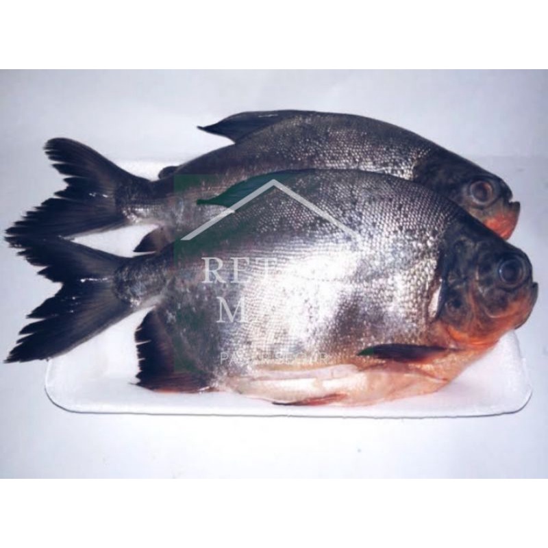 

Ikan bawal empang MURAH