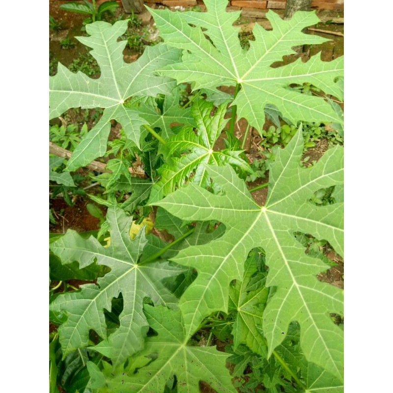 bibit pepaya jepang/batang pepaya jepang