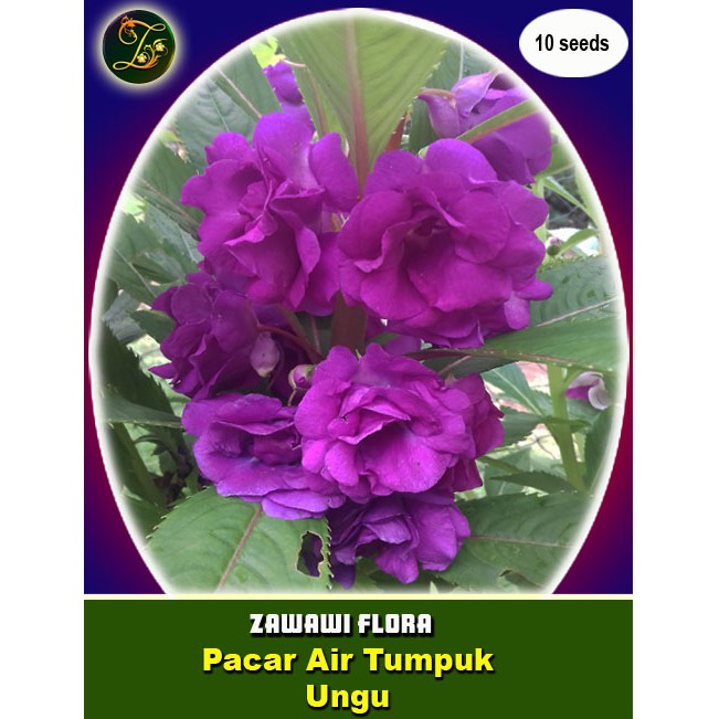 12 Benih Pacar Air Tumpuk Ungu benih fresh