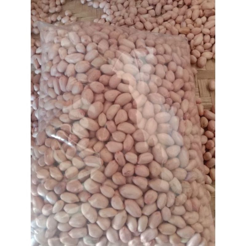 

1kg benih kacang tanah varietas gajah kualitas super siap tanam