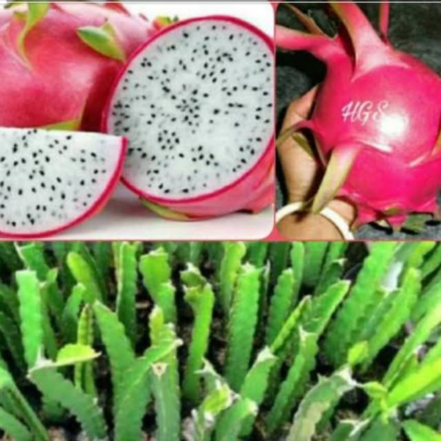 Bibit buah naga putih