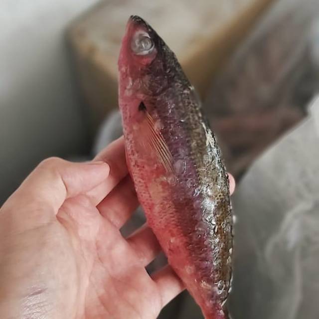

Ikan Jumbo Pisang