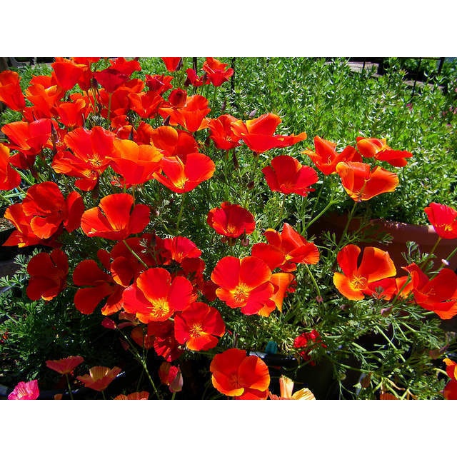 Benih Bibit Biji - Bunga California Poppy Red Chief (Eschscholzia californica) Flower Seeds - IMPORT