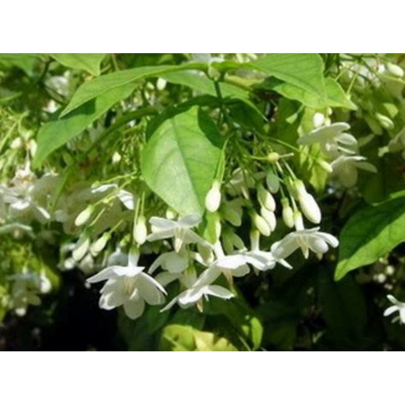 Tanaman hias Anting Putri - anting putri pohon