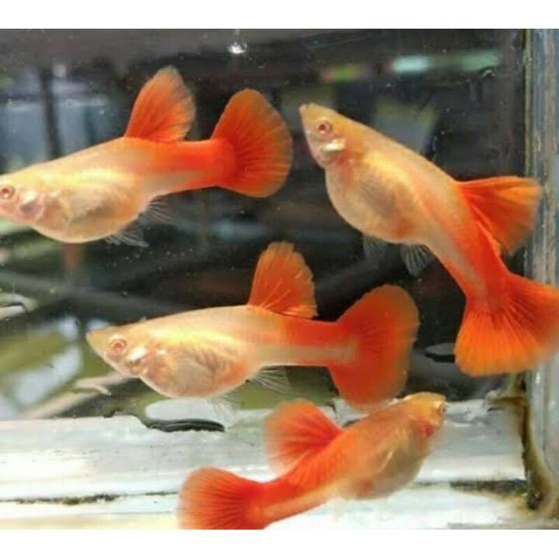 

Ikan guppy AFR Albino Full Red