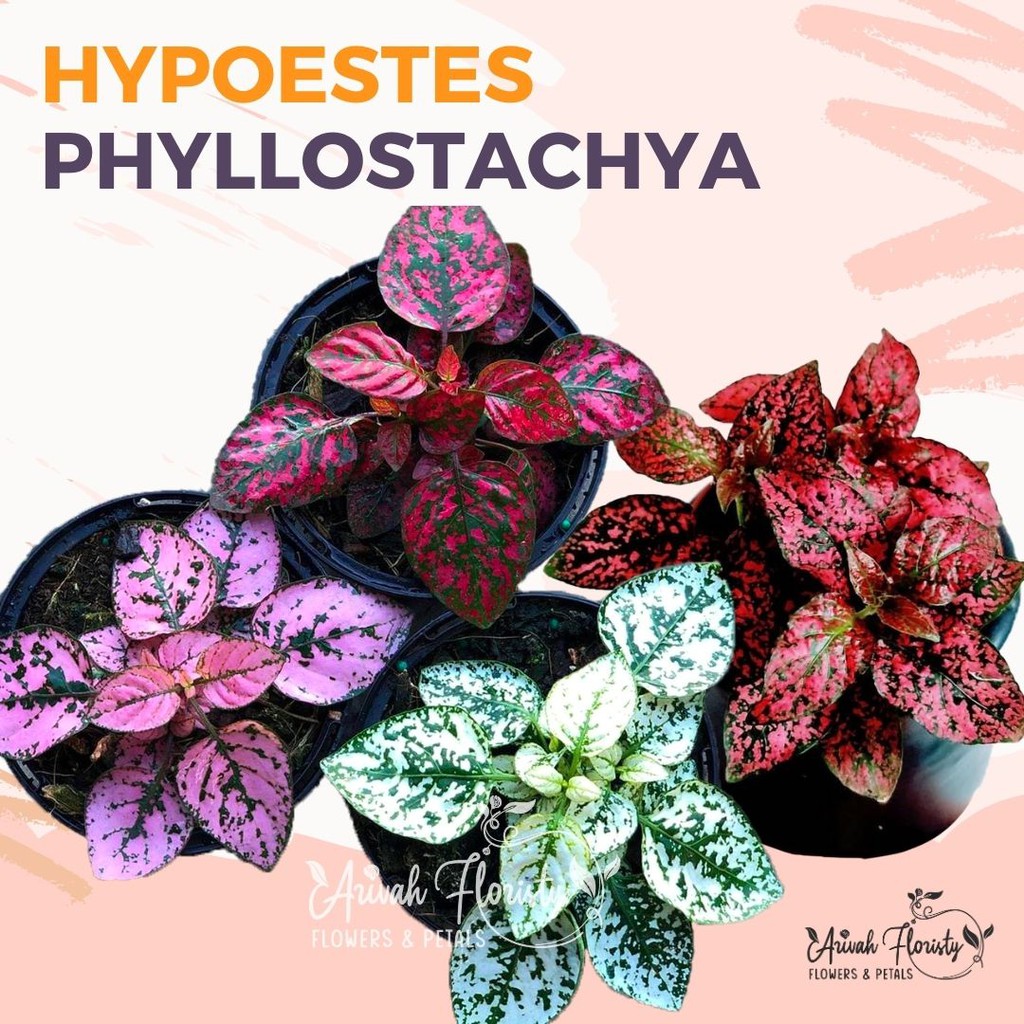 Paket Tanaman  hias  hidup  hypoestes hipoestes calathea 