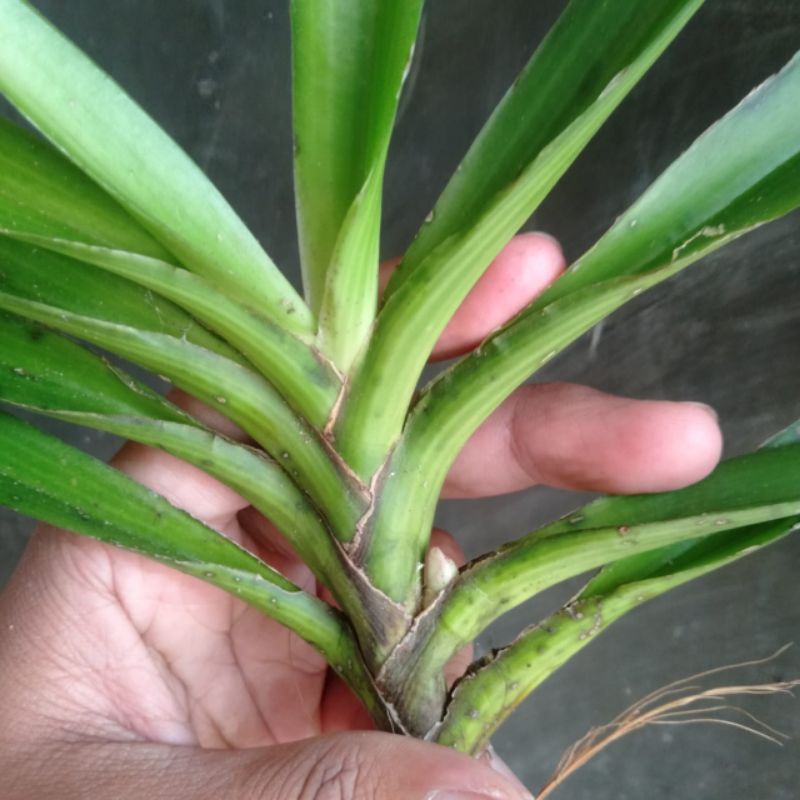 anggrek retusa spike termurah