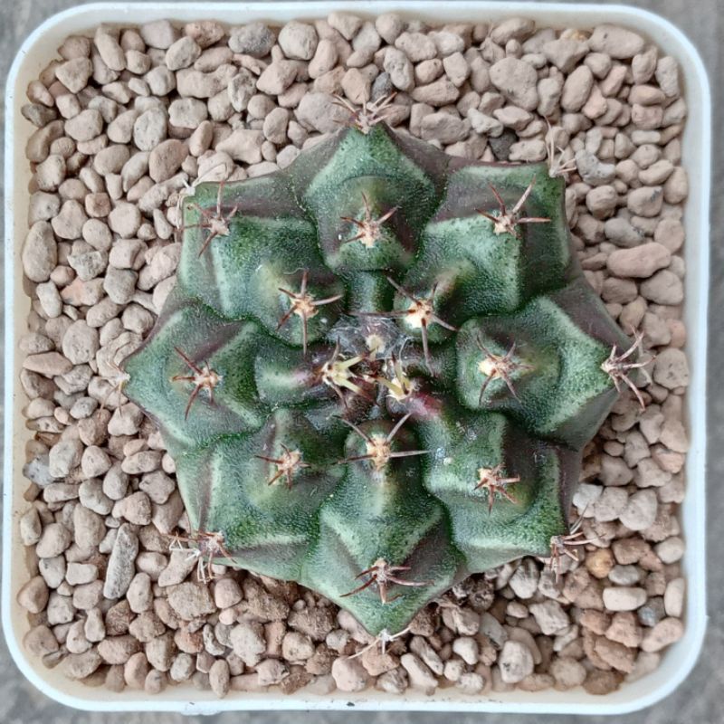 Kaktus Miha Purple Bermuda | Gymnocalycium Mihanovichii Purple Bermuda | Gymno | Miha | Purple | Ber