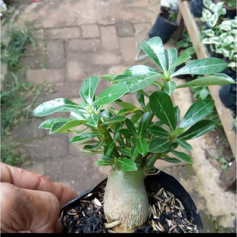 bonsai adenium arabicum, bibit tanaman bonsai adenium arabicum