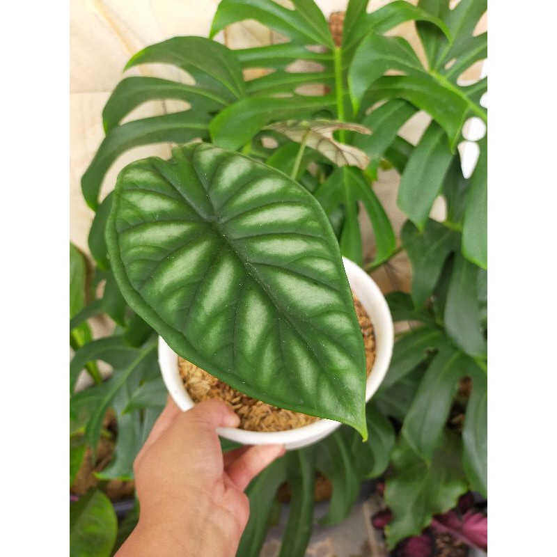 Alocasia Dragon Scale