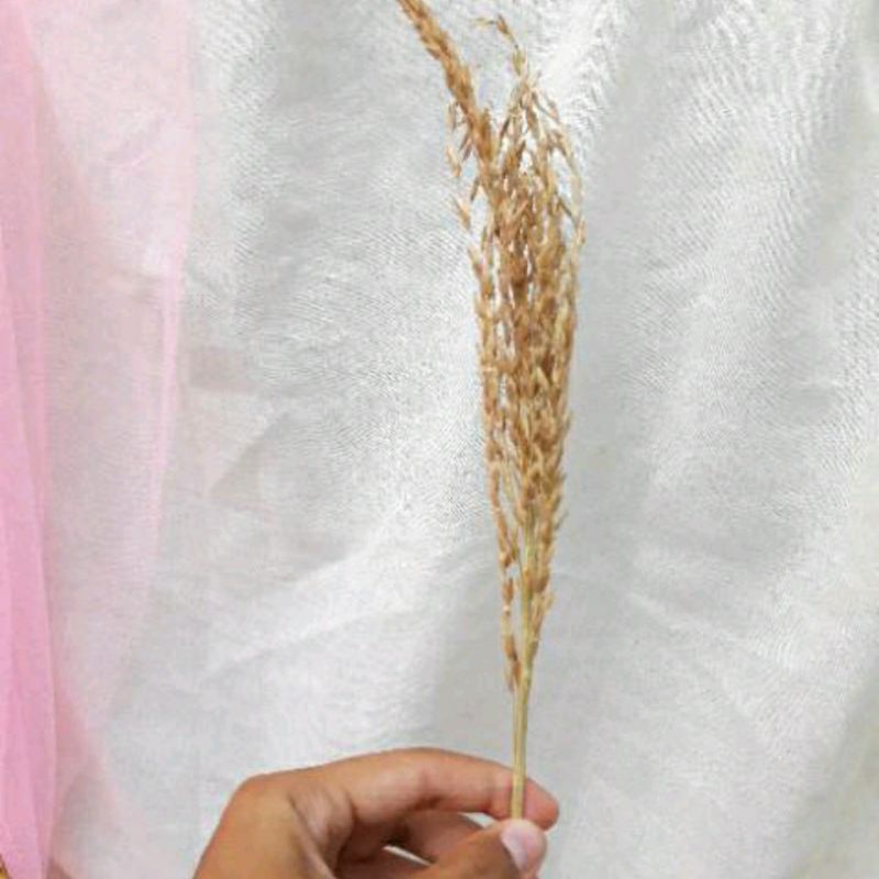 bunga jagung kering warna natural / kembang jagung kering