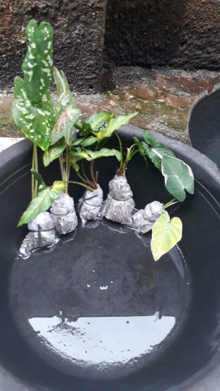 Tanaman Hias Keladi Wedlandi