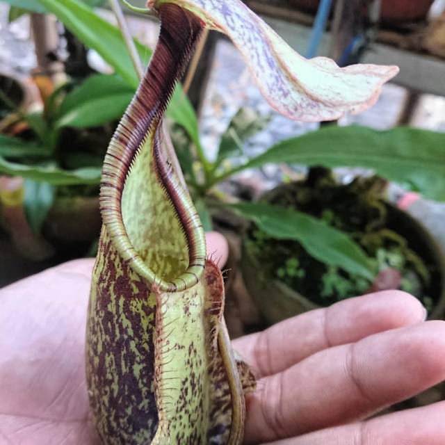 Nepenthes murah