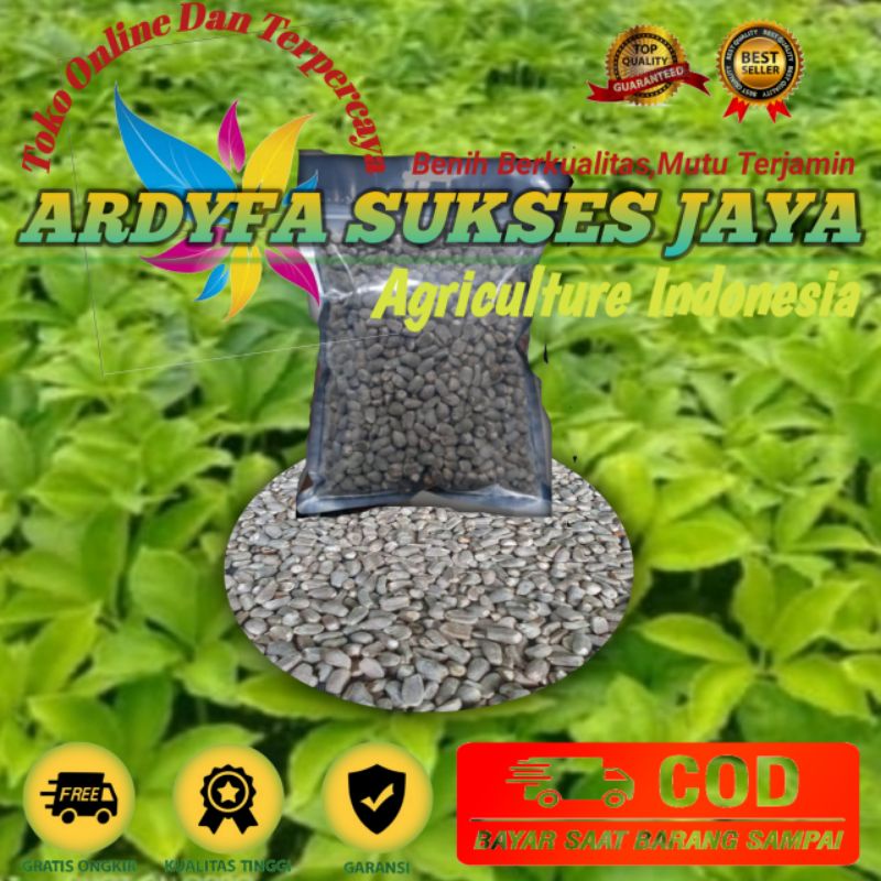 SPORA PORANG/BIJI BUNGA PORANG MURAH BERKUALITAS
