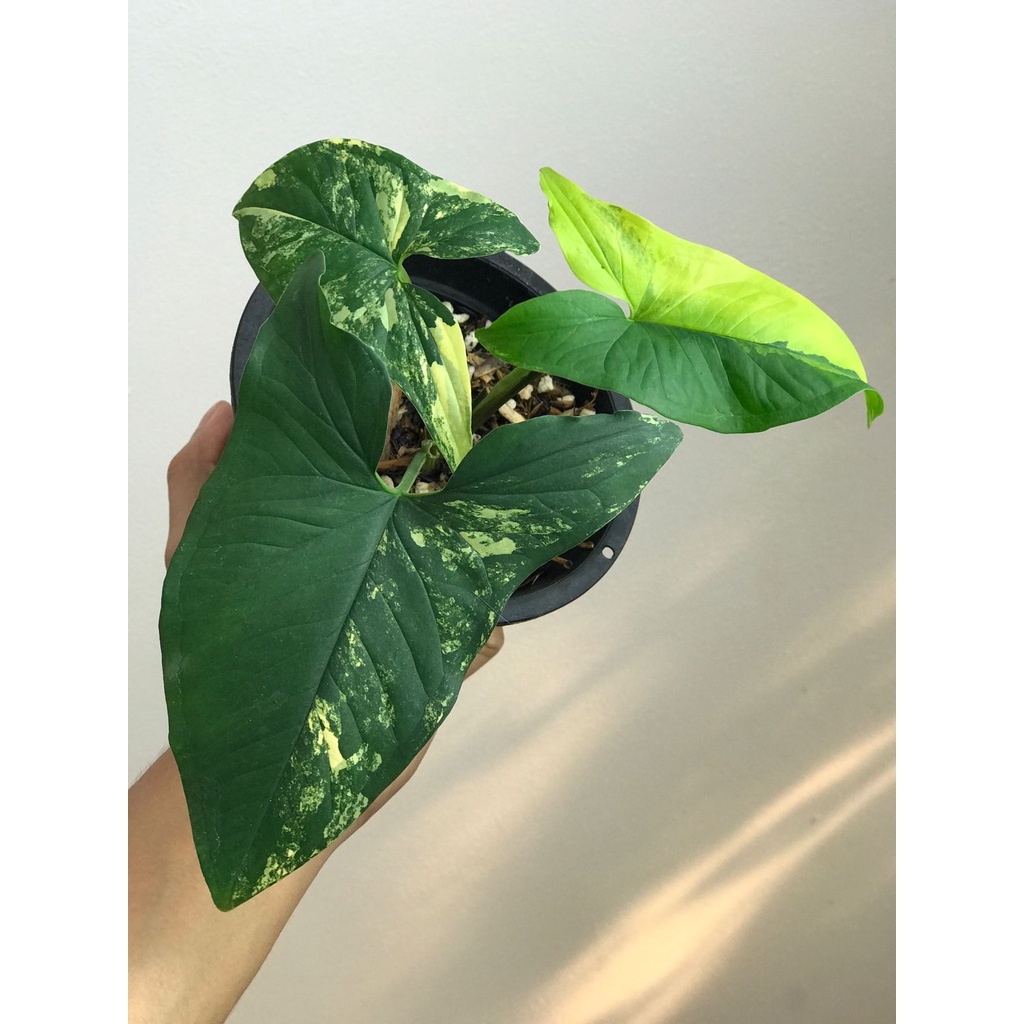 Syngonium Yellow Var Otw 4 Daun