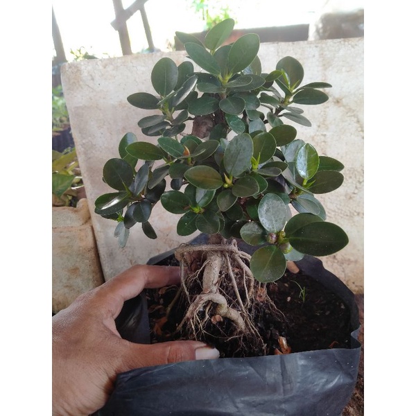 beringin mangkok mikro