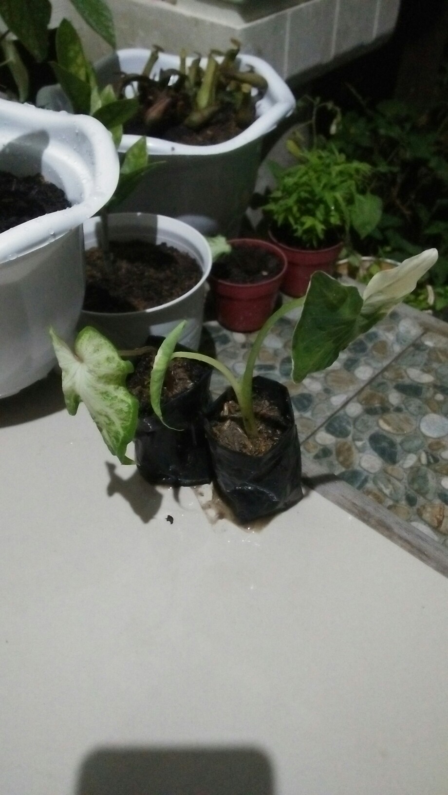 Keladi Kantong Semar Tanaman Hias