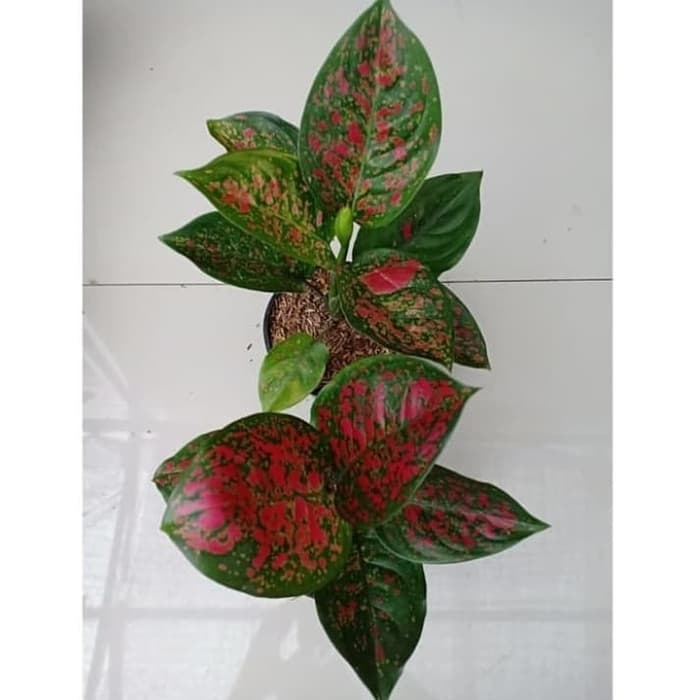 tanaman hias aglonema red spider ukuran besar - aglonema - aglo