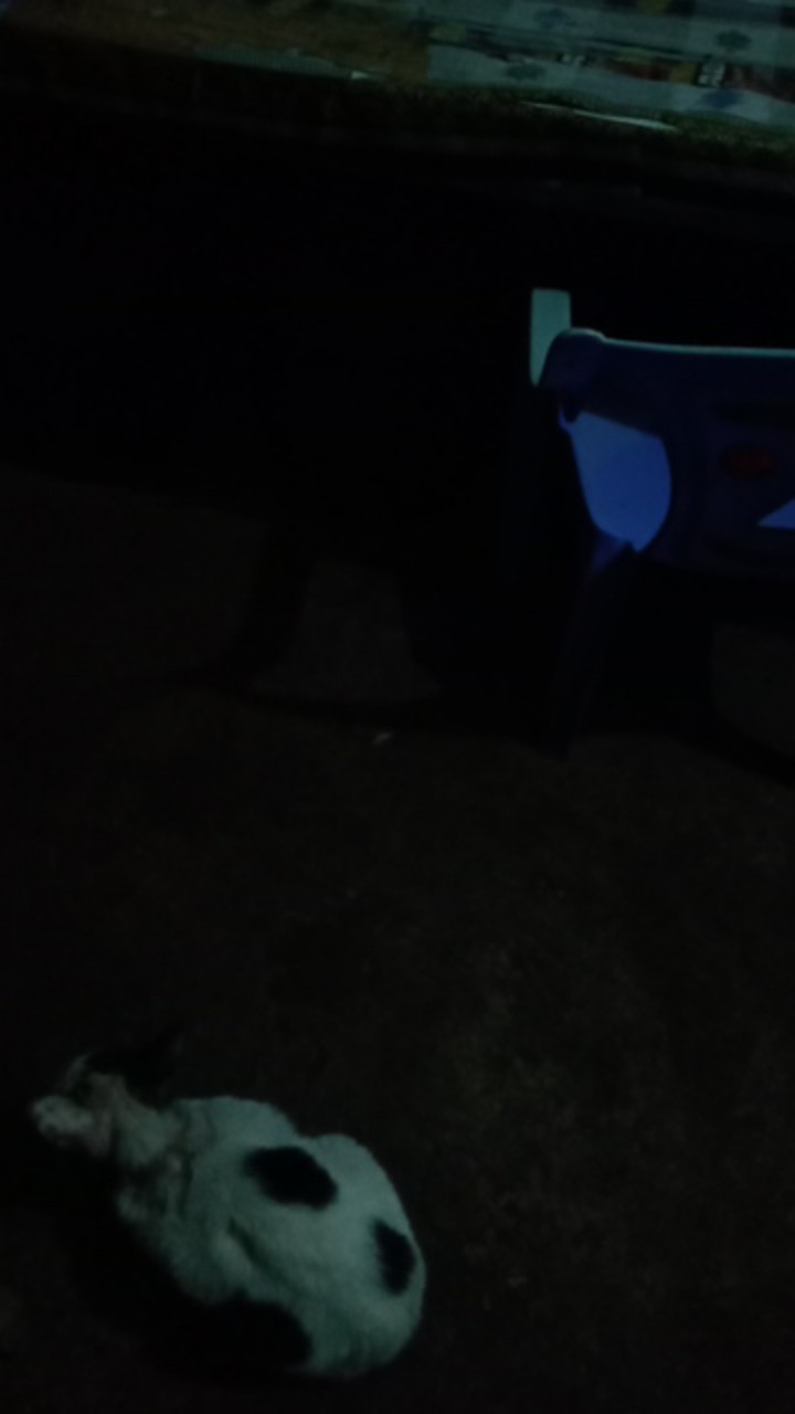 Mahkota Pendek Kemeja Batik Pria Full Furing Bahan Katun Halus Primisima