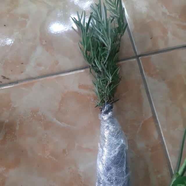 Tanaman Hias Rosemary Pengusir Nyamuk