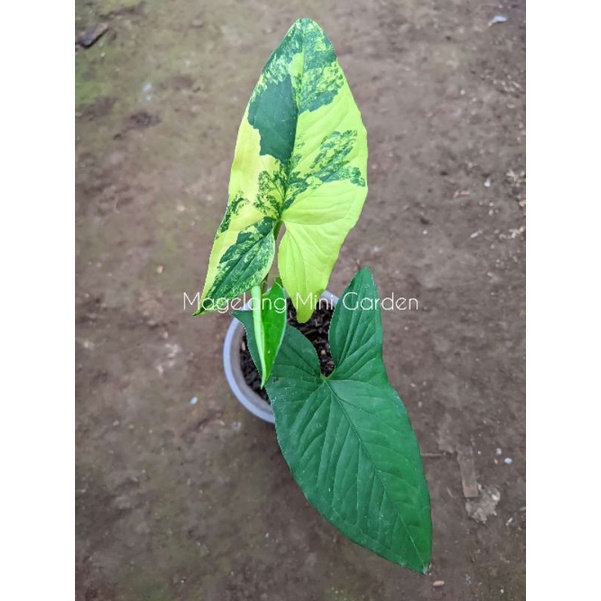 Syngonium Aurea/variegata Yellow