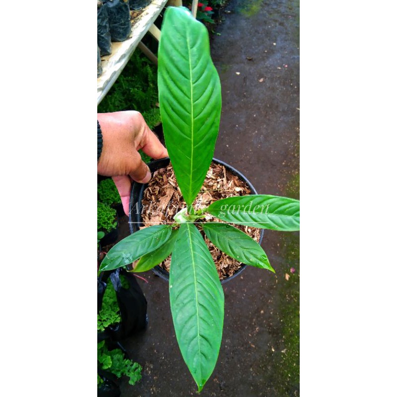 Anthurium Rinet/Tanaman hias daun