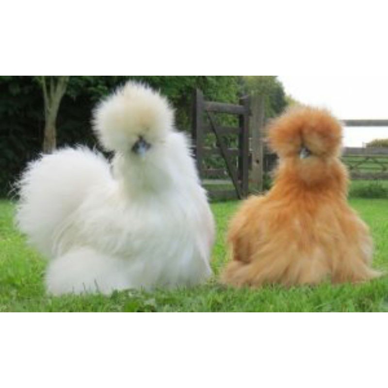 TELUR AYAM HIAS AMERICAN SILKY UNTUK DI TETASKAN