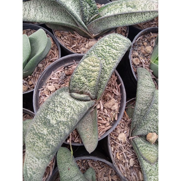 Gasteria batesiana + freepot