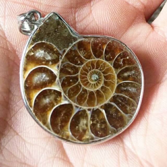 LIONTIN AMMONITE / FOSIL KEONG