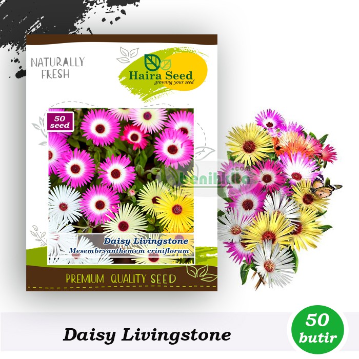 Benih-Bibit Bunga Daisy Livingstone Ice Plant Mix (Haira Seed)